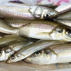 いつもより良型良好!今日もキス釣り!